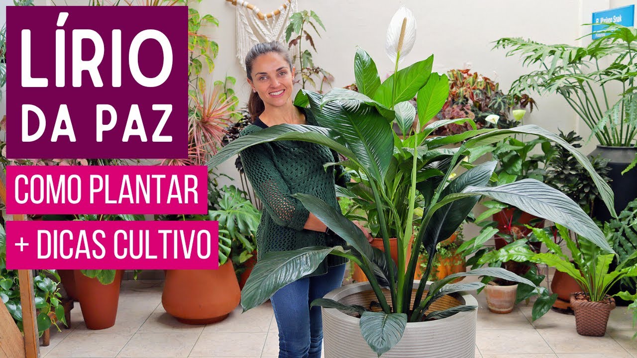 COMO PLANTAR LÍRIO DA PAZ + DICAS de CULTIVO