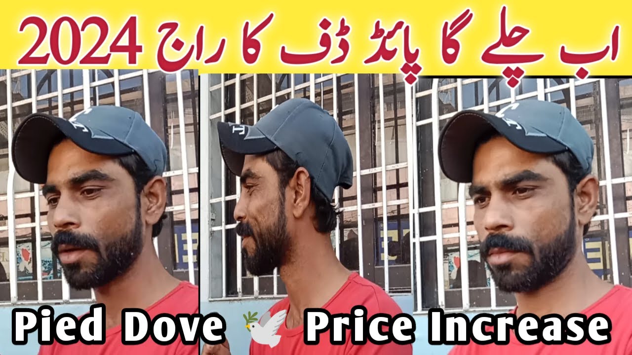 Pied Dove Price Increases  2024 l Special Interview Sir Sheroz Patni l V No 202 Sur Birds Channel
