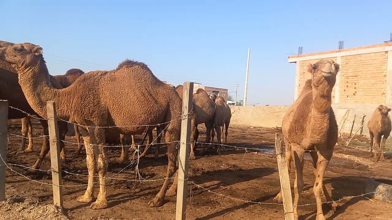 ۱۱ نوامبر ۲۰۲۵