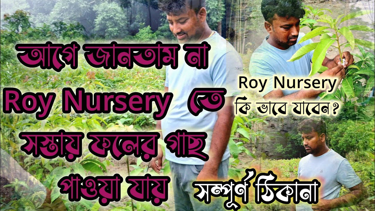 গ্রীন ফ্রেন্ডস  এর ভিডিও দেখে রায় নার্সারি থেকে আম গাছ কিনে আনলাম  #geernfriends #roynursery