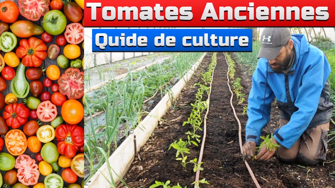 Guide Complet de Culture des Tomates anciennes 🍅: Variétés et dates de Semis, Plantation et Récolte.