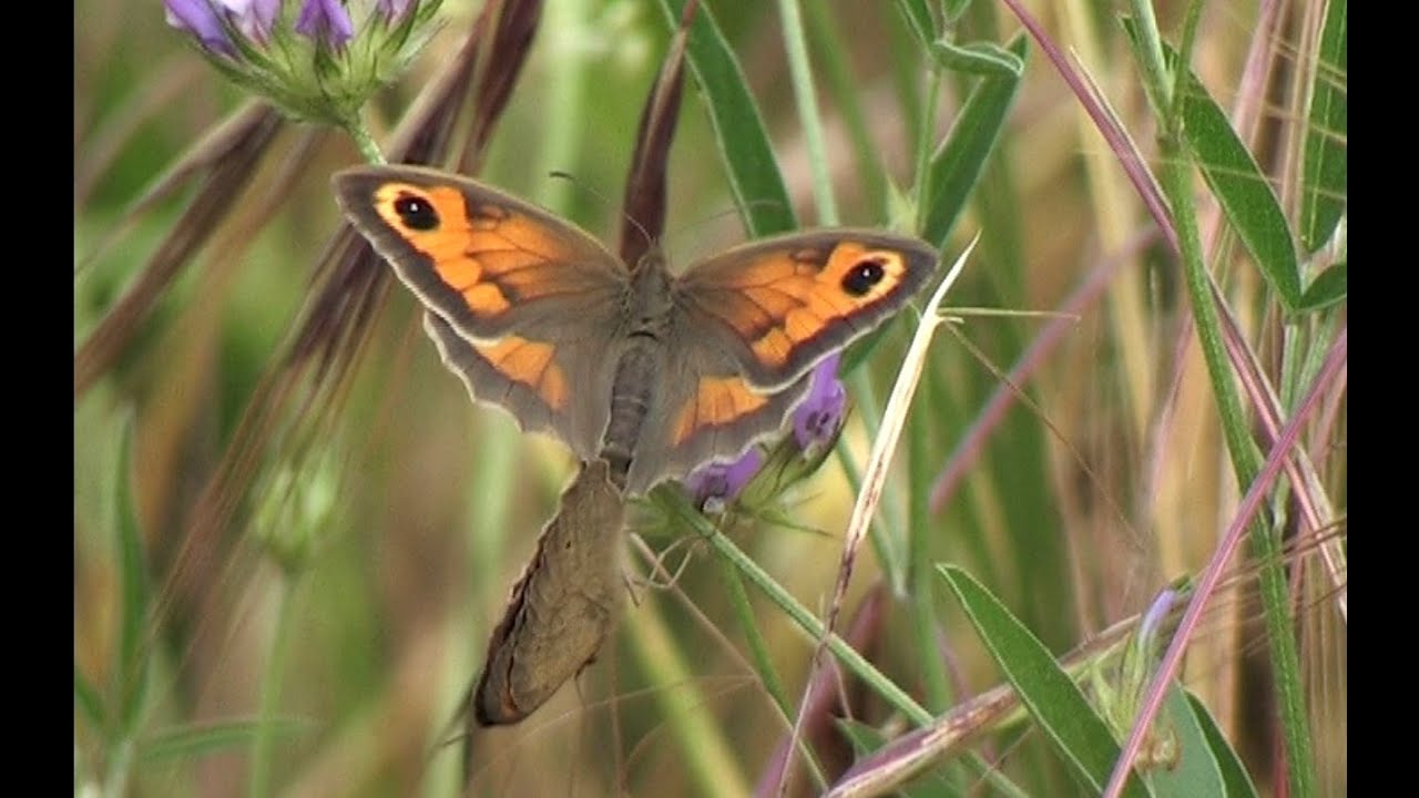 The Meadow Brown (Maniola jurtina)