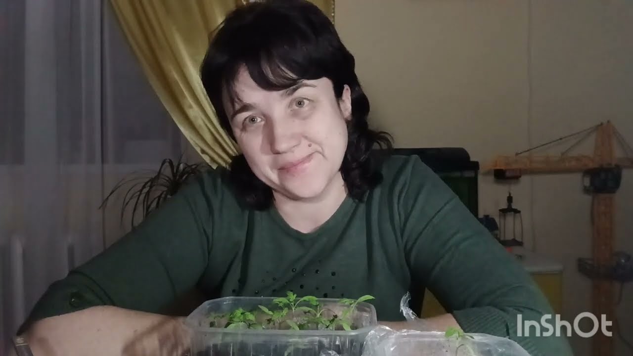 Як виростити міцну розсаду. 