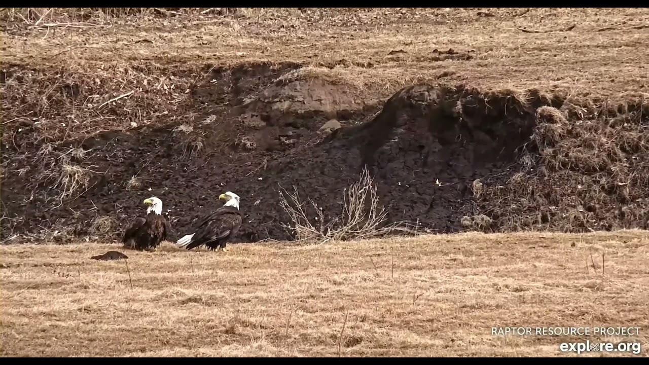 Decorah Eagles North both taking a bath in the stream 02 17 2026