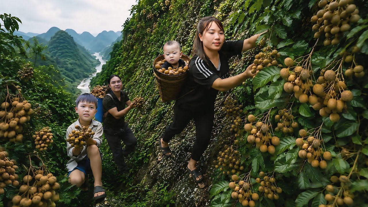 Harvesting Longans and Taking Them to the Market for Extra Income | Farm Life, SURVIVAL ALONE