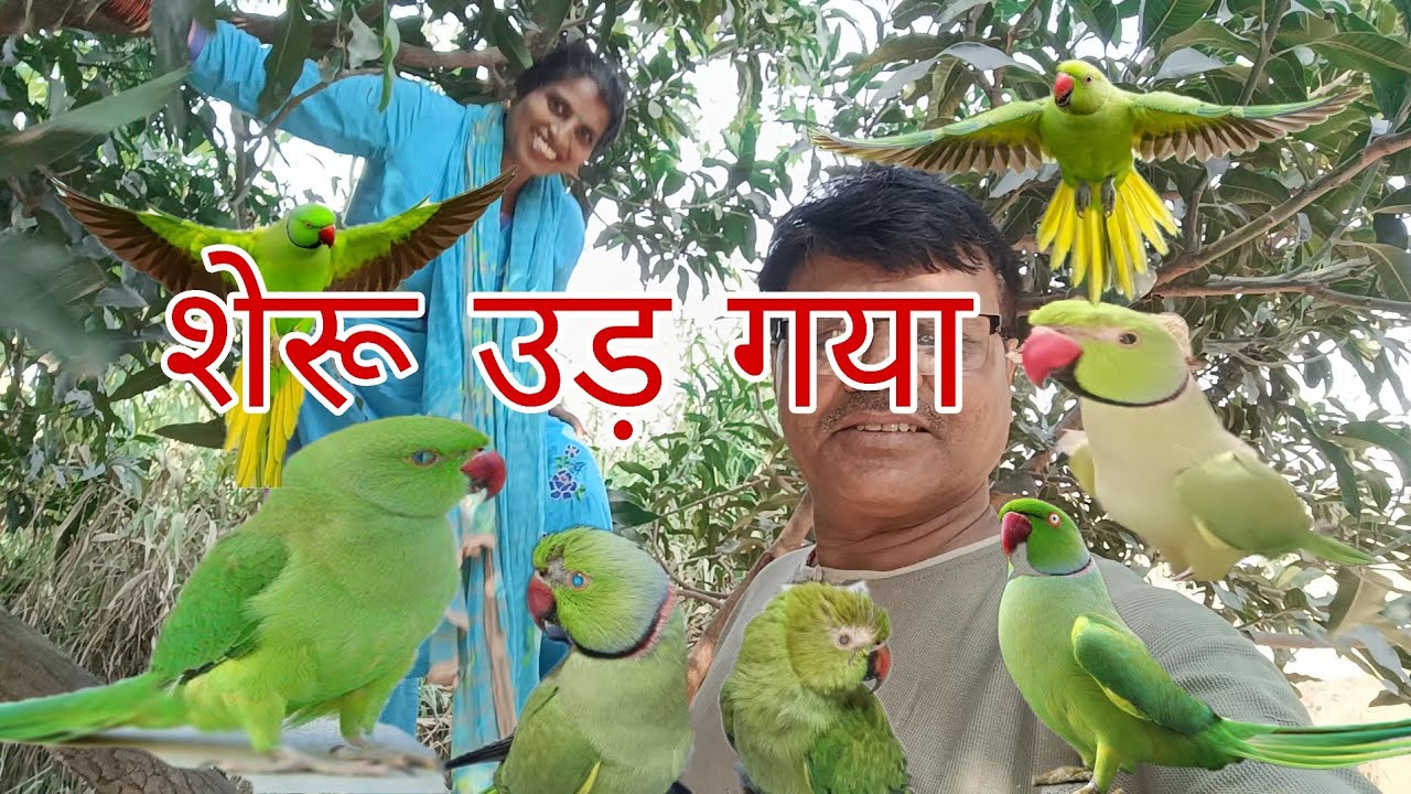 शेरू उड़ गया मिठ्ठू को अकेले छोड़ दिया 