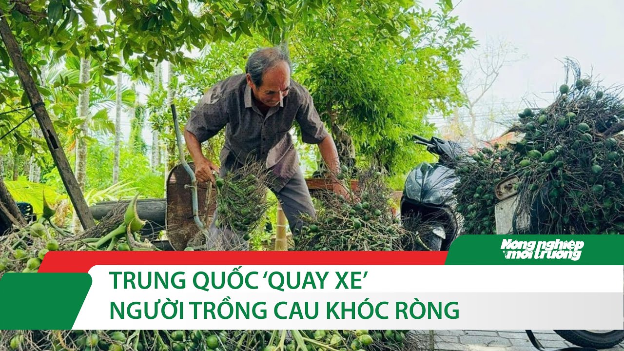 Trung Quốc 'quay xe', chỉ mua cau d&agrave;i, gi&aacute; cau Quảng Ng&atilde;i rớt hơn 6 lần