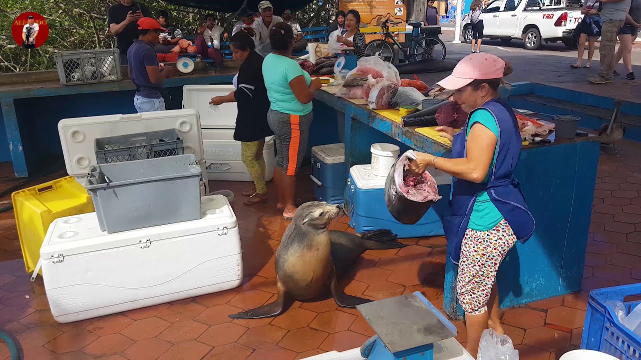 Galapagos: FISH MARKET PUERTO AYORA, SANTA CRUZ ISLAND, GALAPAGOS, Sea Lion, Pelikan, Fischmarkt