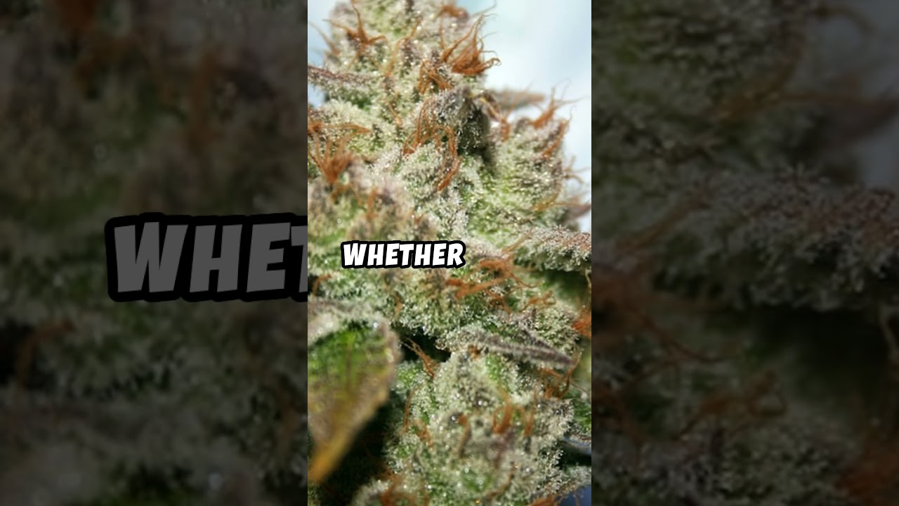 Discover Your Perfect Strain  #cannabis #cannabiseducation #strains #cannabisstrains  #viral #420