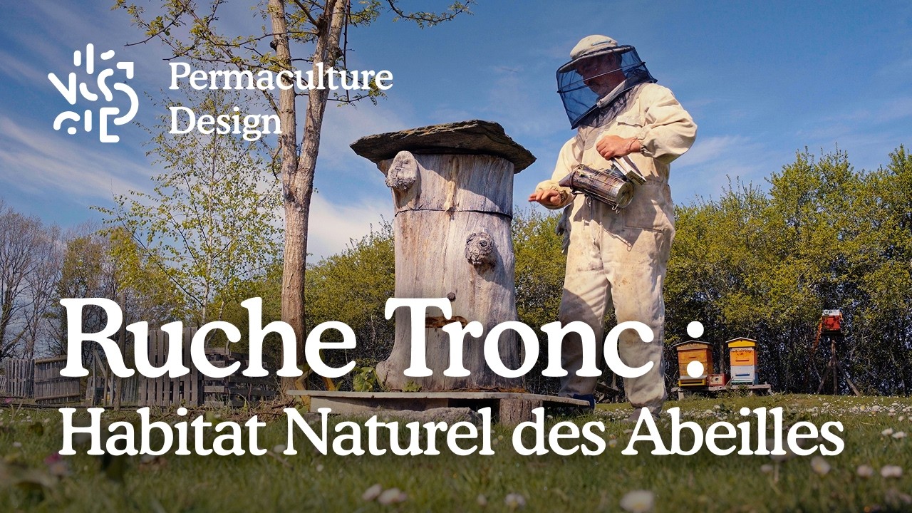 🐝 Ruche tronc : l’habitat naturel oublié qui sauve les abeilles !