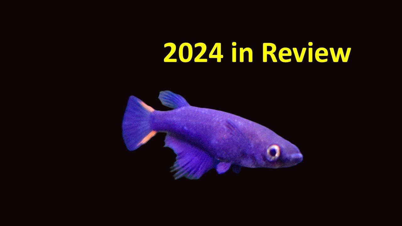 Dean's Fishroom Update 24JAN2025 (2024 in review)