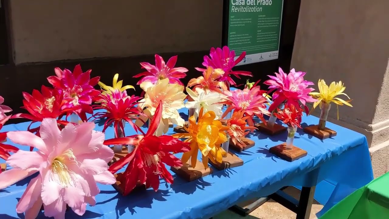 Epiphyllum and Rhipsalis Sale (BIG) in San Diego with Flowers in Bloom