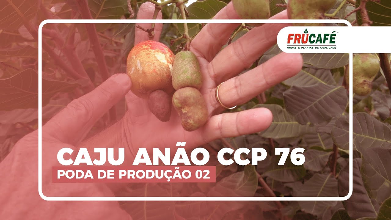 Poda de Produ&ccedil;&atilde;o no Caju An&atilde;o Precoce CCP 76 - Parte 02