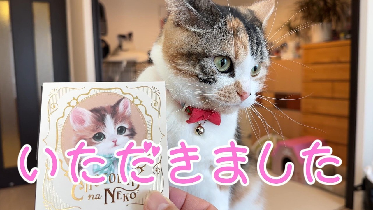 【スコティッシュのりん】いただいた物をクンクンチェック