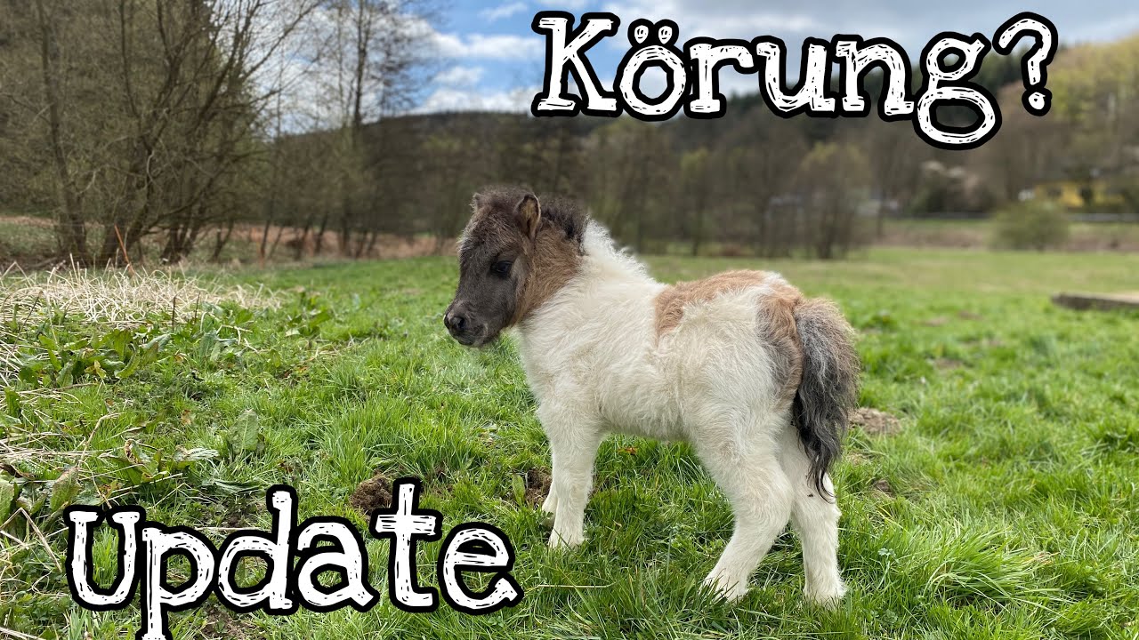 Junghengste | K&ouml;rung | Update