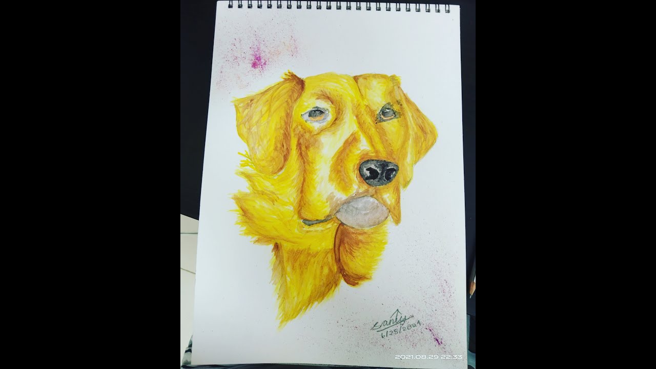 golden retriever