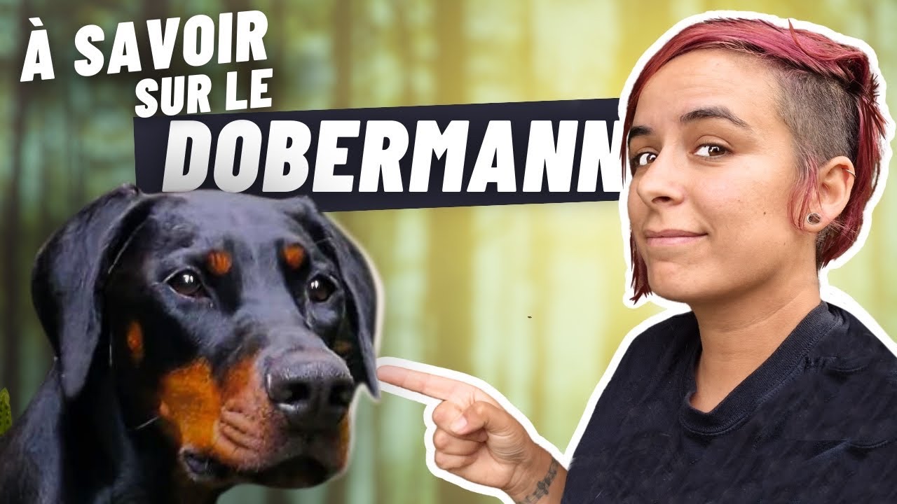 8 choses que vous ne devez pas ignorer sur le dobermann