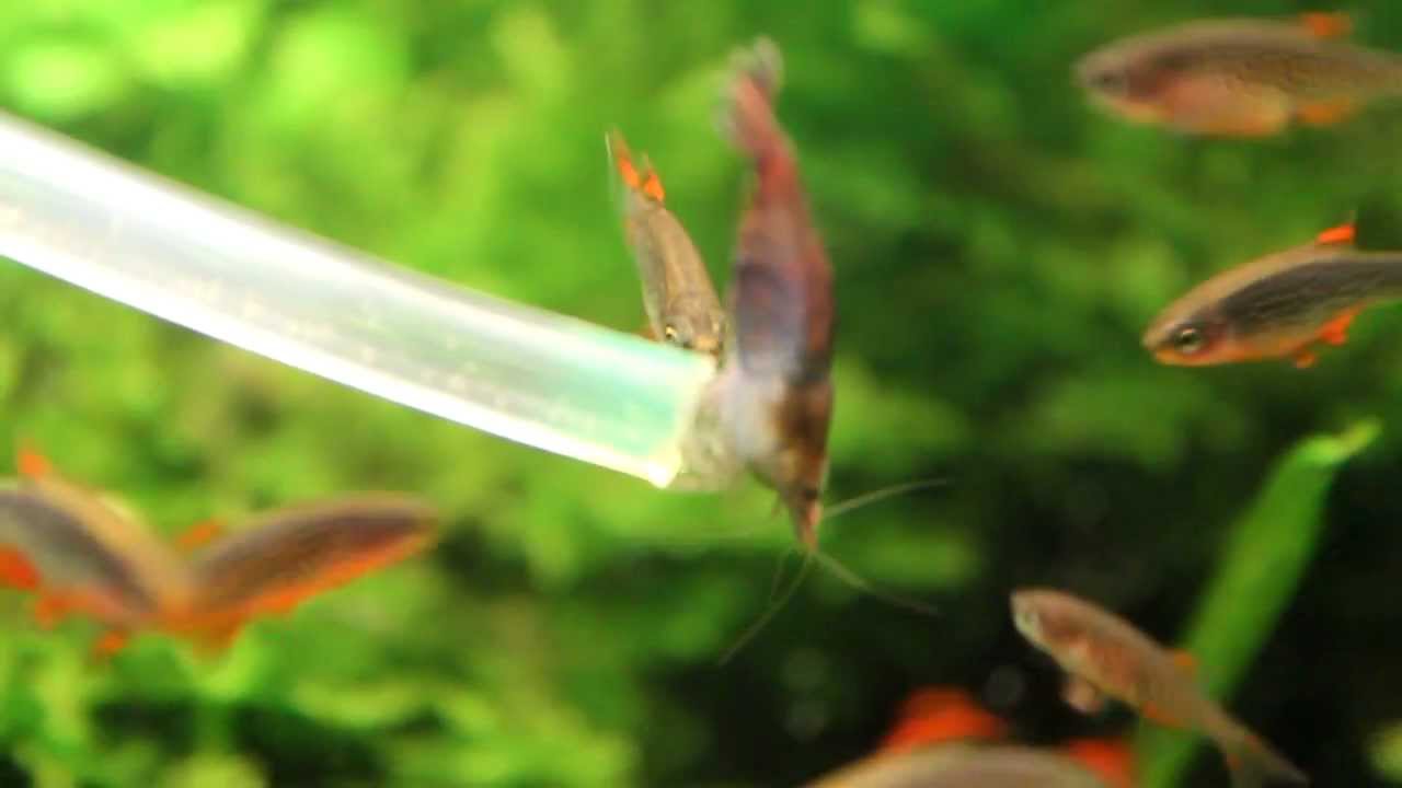 Distribution nauplies Rasbora Galaxy.MOV