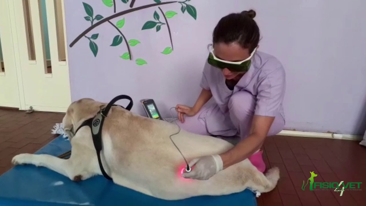 Tommy con stenosi degenerativa lombosacrale e ernie croniche fa laserterapia