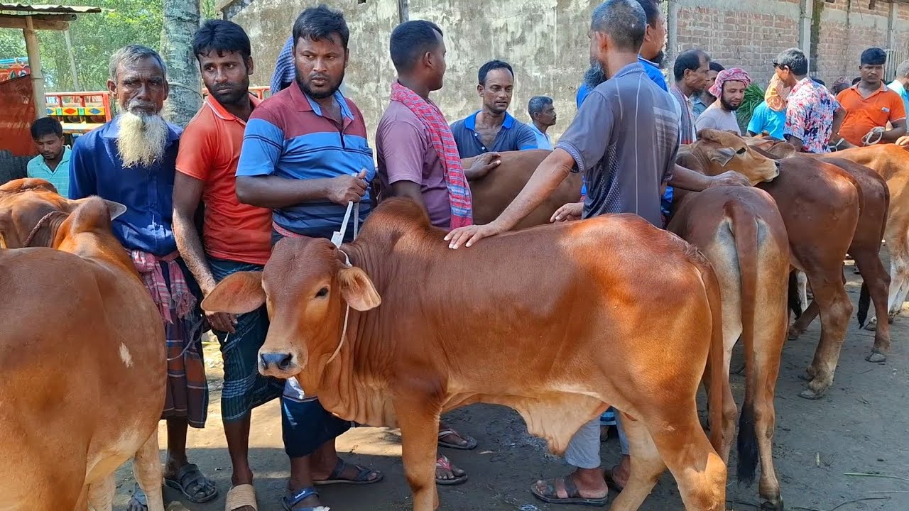 ১৪ মার্চ 2026| স্মার্ট কোয়ালিটির শাহীওয়াল জাতের ষাঁড় বাছুর গরুর দাম জানুন | আমবাড়ী হাট | থেকে 