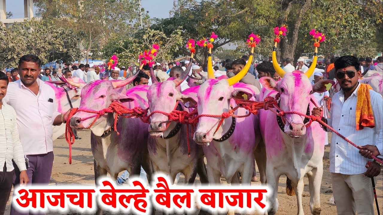 आजचा बेल्हे बैल बाजार ,,दि-16/02/2026…Belhe Bail Bajar..Bail Bazar Belhe...#Belhe