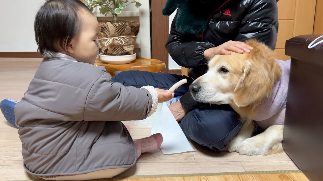 과자를 든 아기가 위험해지기 전에 대형견에게 꼭 가르쳐야 되는 것