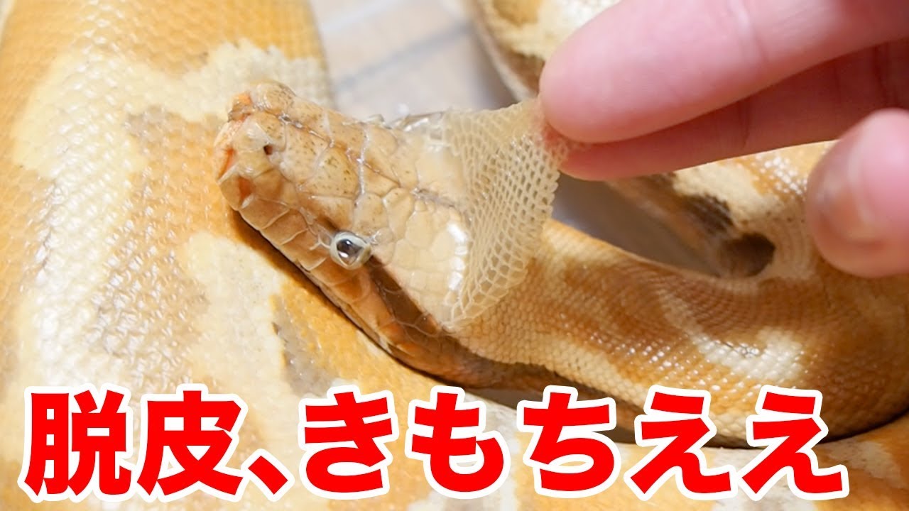 ヘビの脱皮の皮を剥くのが気持ちよすぎた