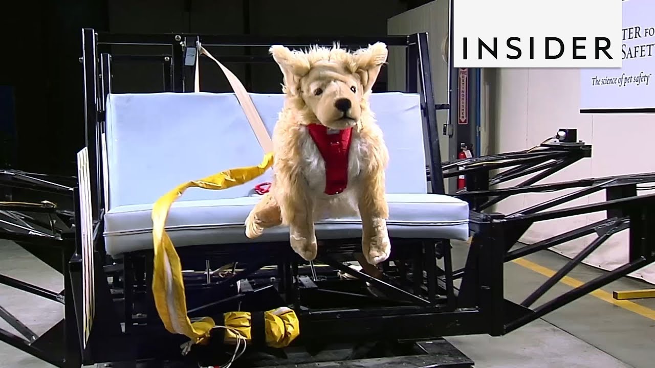 How Pet Product Are Tested For Safety