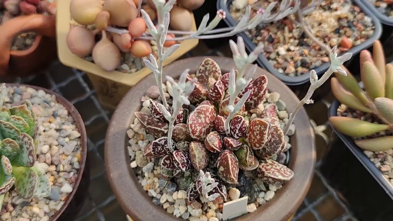Адромискусы Мастера Георгия август 2020. Adromischus collection