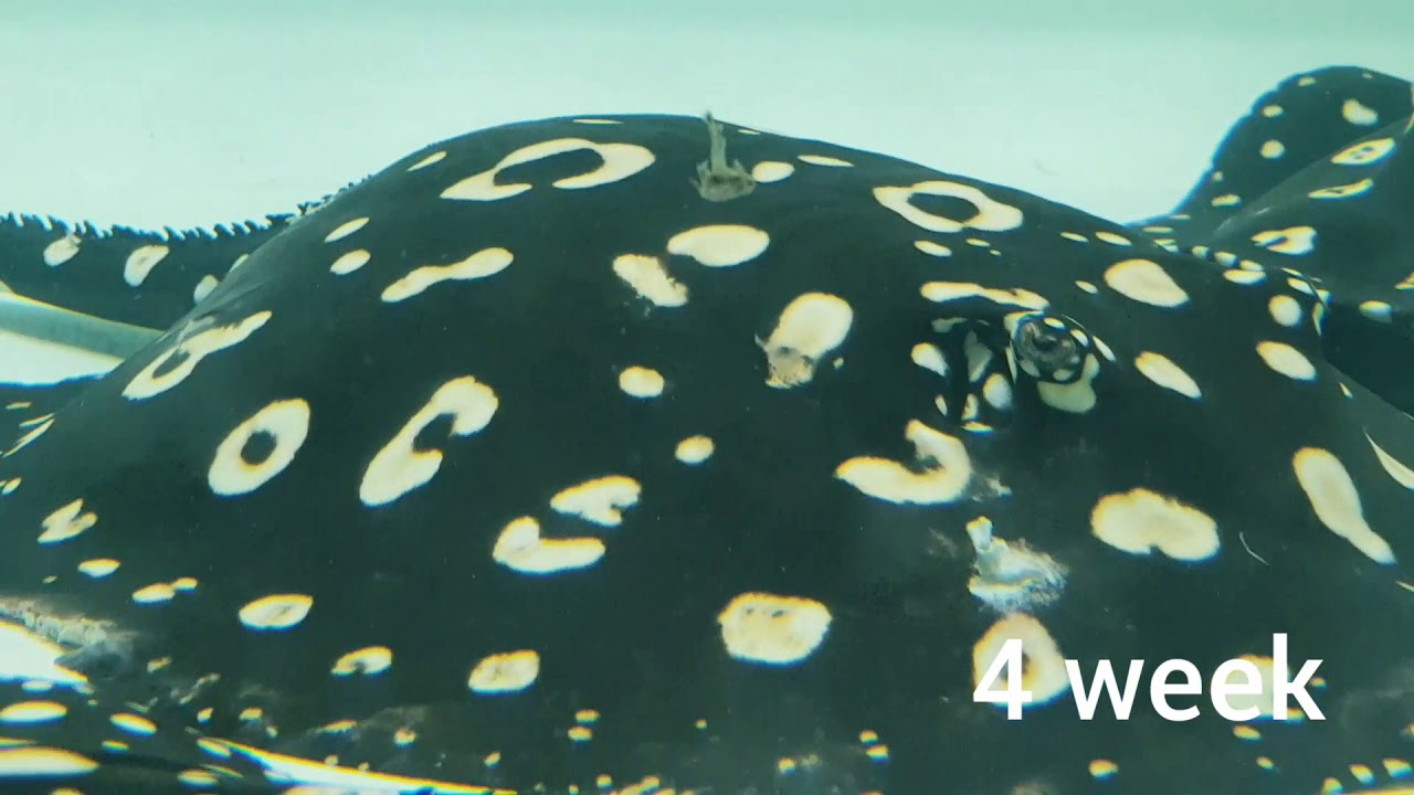 Freshwater Stingray Mating & Pregnant
