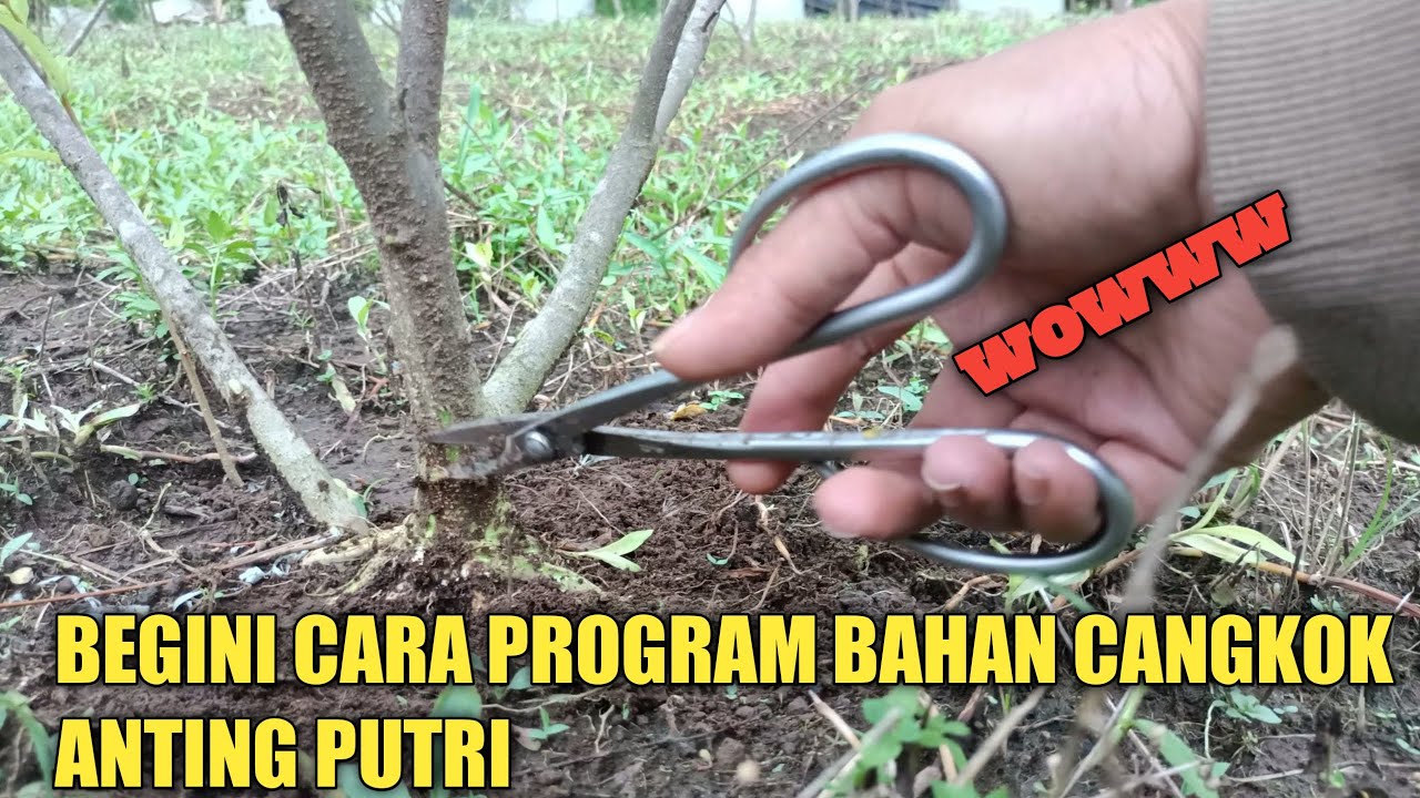 CARA PROGRAM AKAR ANTING PUTRI DARI BAHAN CANGKOKAN DILAHAN  SAWAH PETANI BONSAI JEMBER