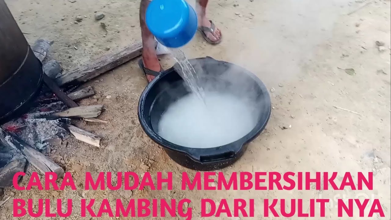 cara membersihkan bulu di kulit kambing