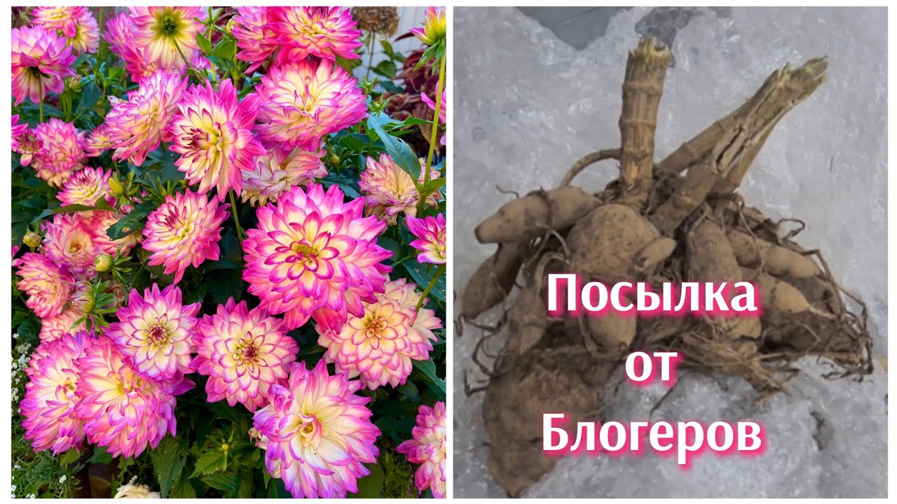 775ч🏡31.01 - 01.02.26 -Посылка от Ульяны и Андрея//Зельц домашний //Сладкий хлеб//Снова похолодание