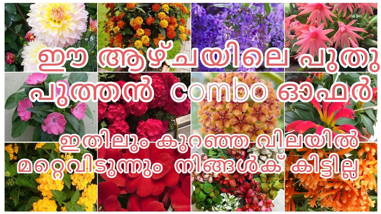 ഈ ആഴ്ച്ചയിലെ പുതുപുത്തൻ combo ഇതിലും കുറഞ്ഞ വിലയിൽ മറ്റെവിടുന്നും കിട്ടില്ല 😱😱😱💚💚💚🌿🌿💥