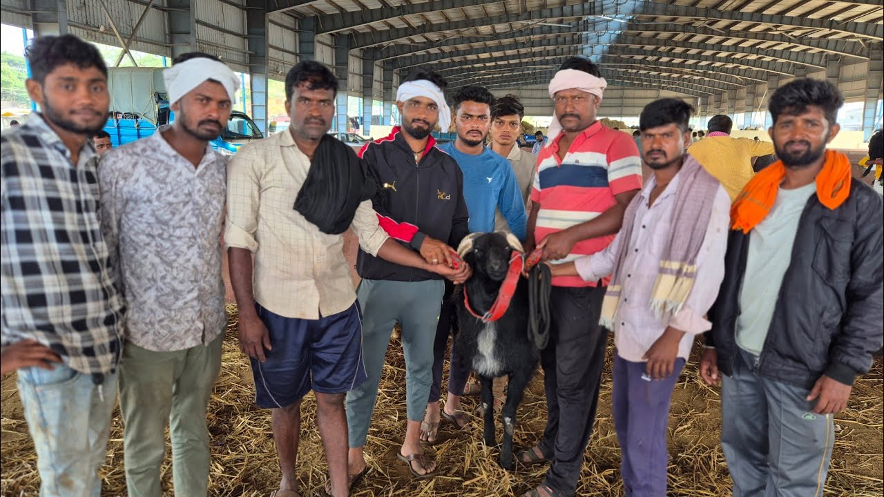 Honnalli sheep and goats market update Every Wednesday morning bazar Karnataka India