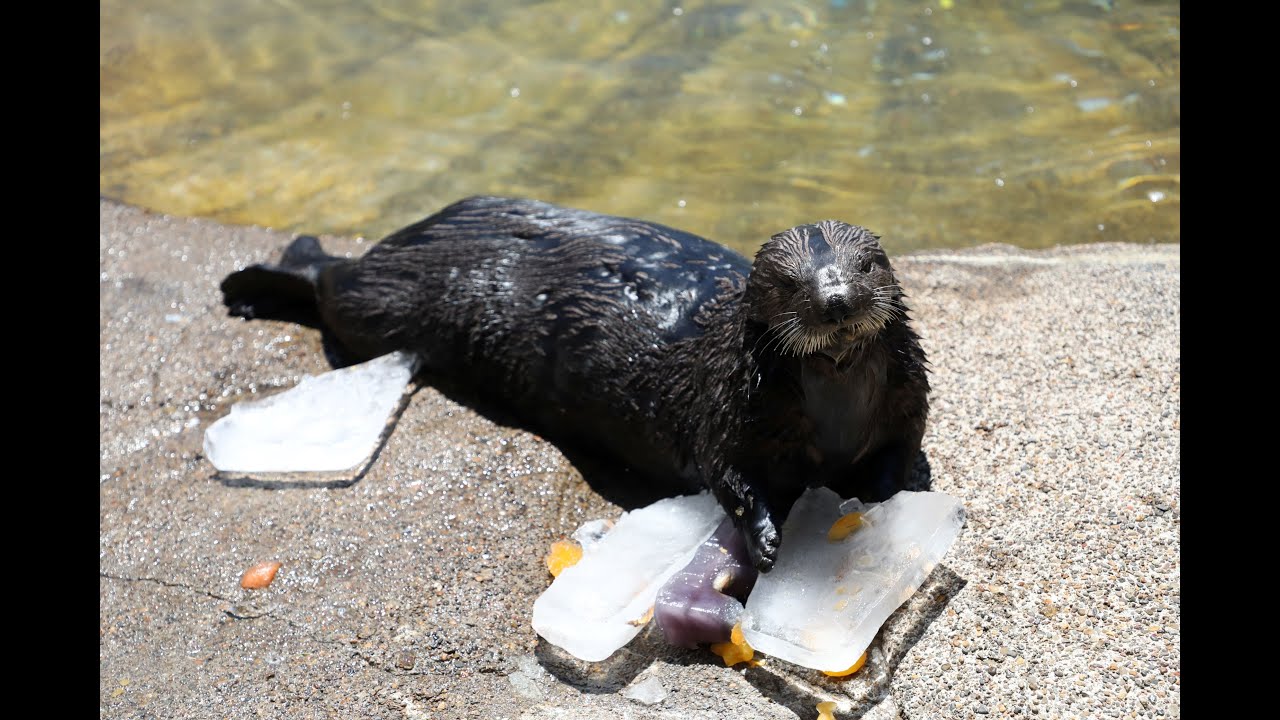 Otter Love Summer - Sea Otter Ice Treat Enrichment