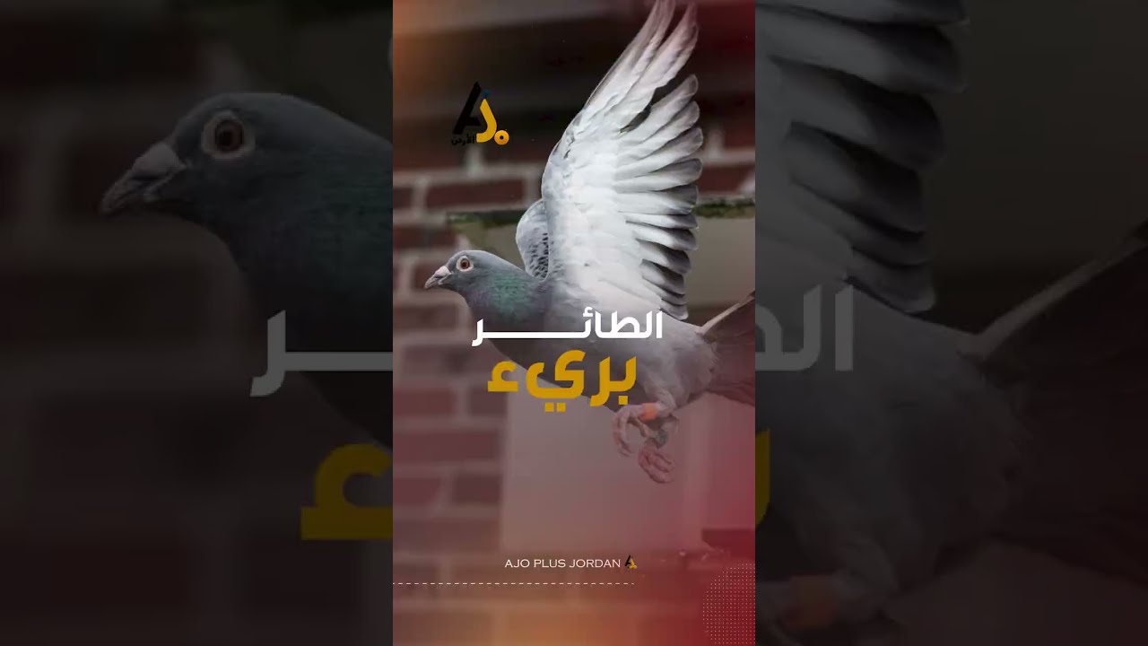 حمامة سجنت 8 أشهر بتهمة التجسس