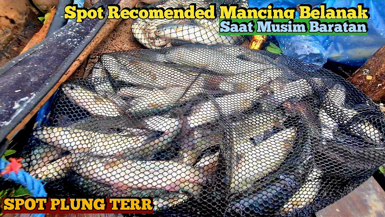 Spot Liar Mancing Ikan Belanak Semarang-Demak || Mancing Belanak Terbaru