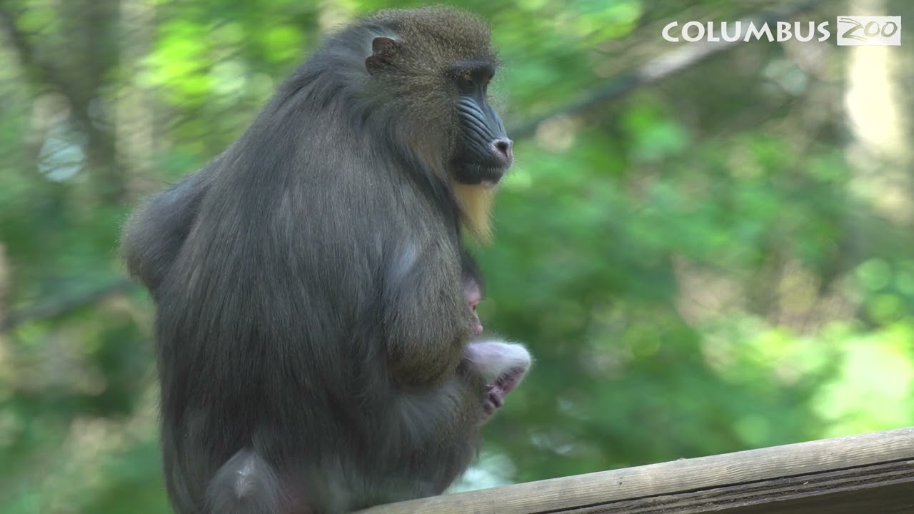 Explore Congo Expedition &ndash; Animal Adaptations and More!