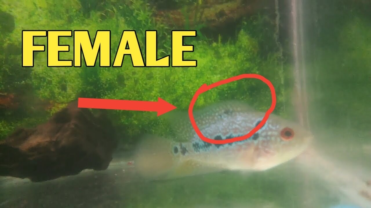female flowerhorn fish baby
