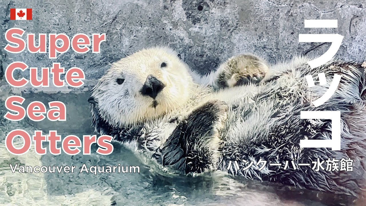 Super Cute Sea Otter &  Sea Lions | Vancouver Aquarium tour 🇨🇦