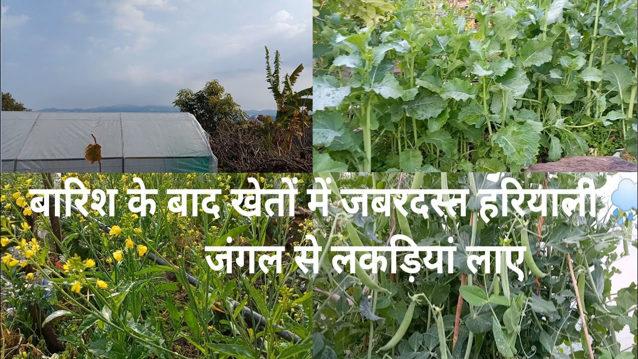 बारिश के बाद खेतों में जबरदस्त हरियाली 🌧️🌱|जंगल से लकड़ियां लाए |Pahadi Lifestyle Vlogs#villagelife