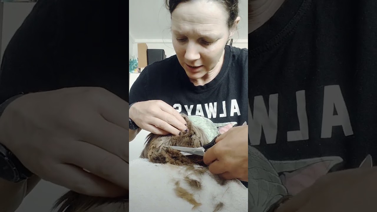 Sheltie Guinea Pig trim 