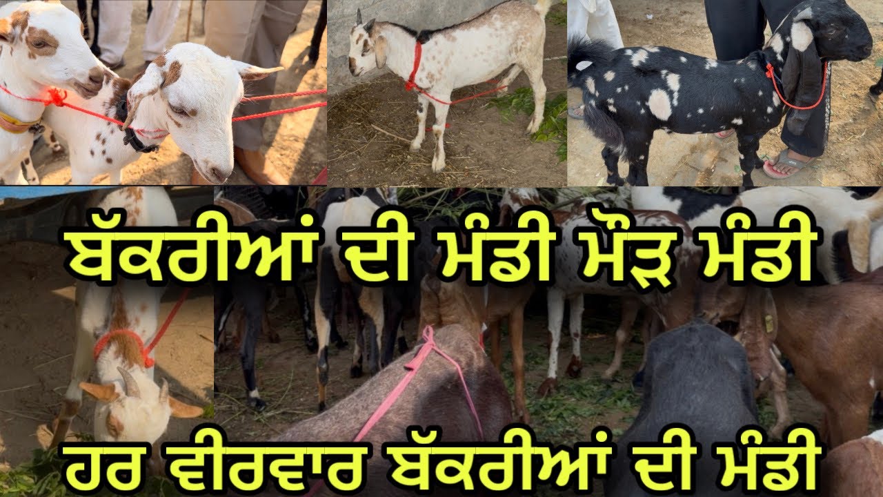 ਬੱਕਰੀਆਂ ਦੀ ਮੰਡੀ in Maur Mandi | ਹਰ ਵੀਰਵਾਰ ਨੂੰ ਮੰਡੀ 