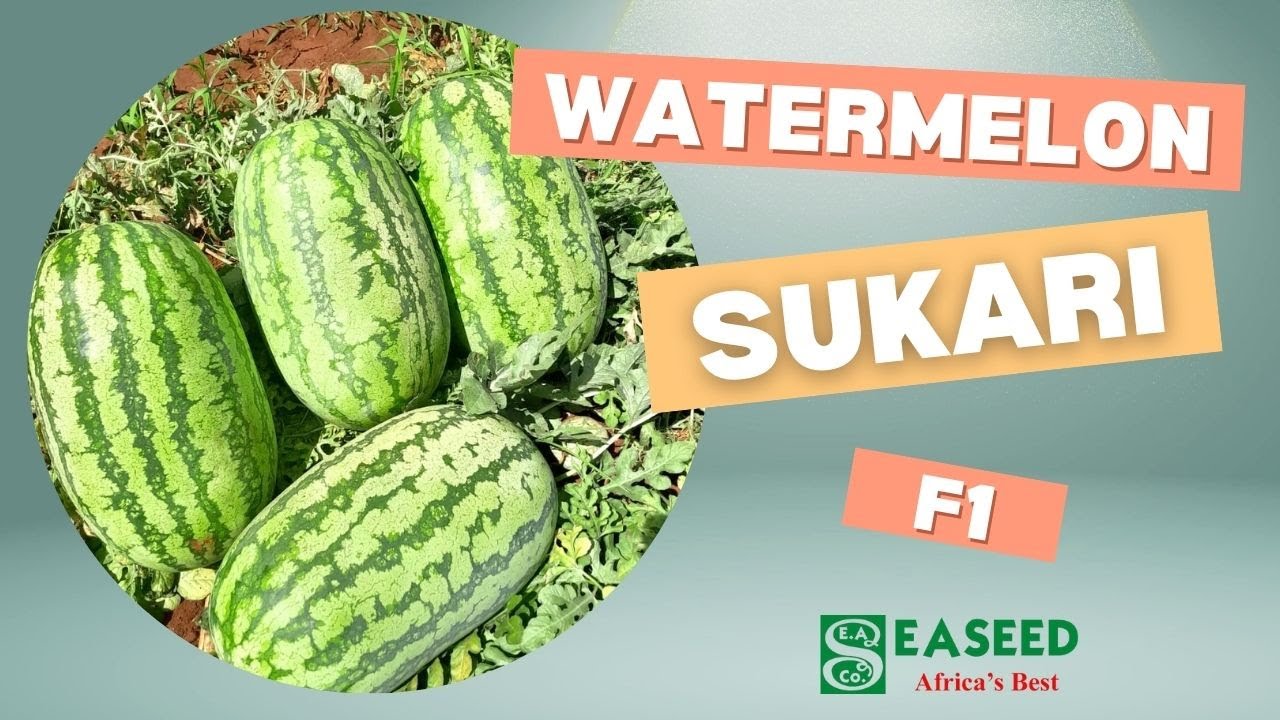 Watermelon Sukari F1 -  #eastafricanseedcompany #watermelonsukarif1