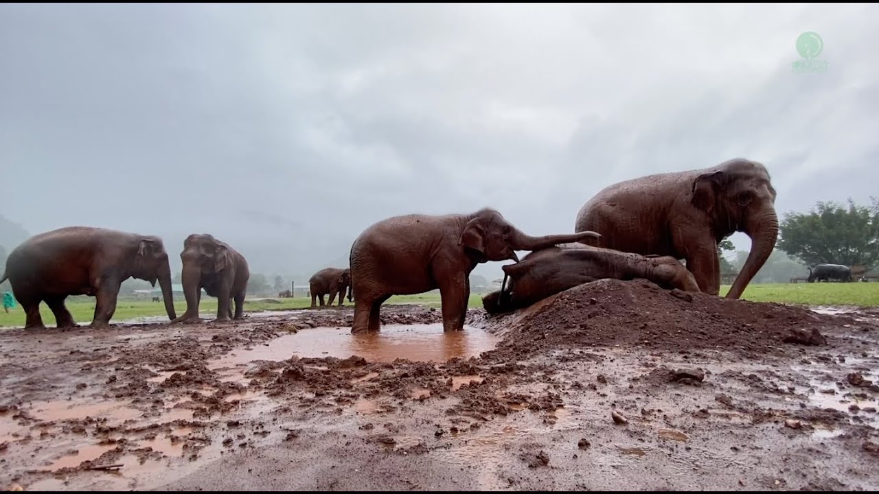 Elephant Wake Up Friend To Having Fun Under The Rain - ElephantNews