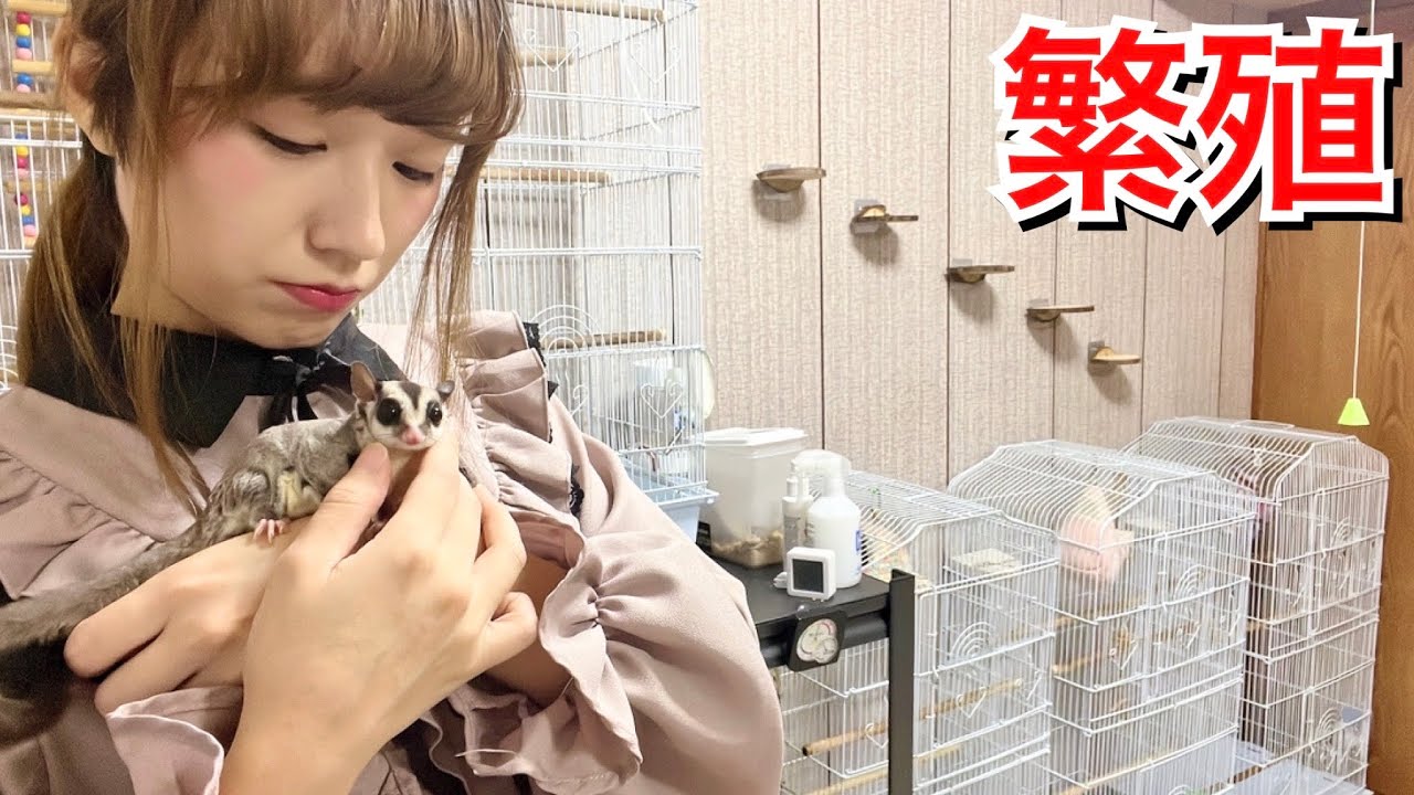 成功して欲しい。我が家のモモンガ達の2度目の繁殖。