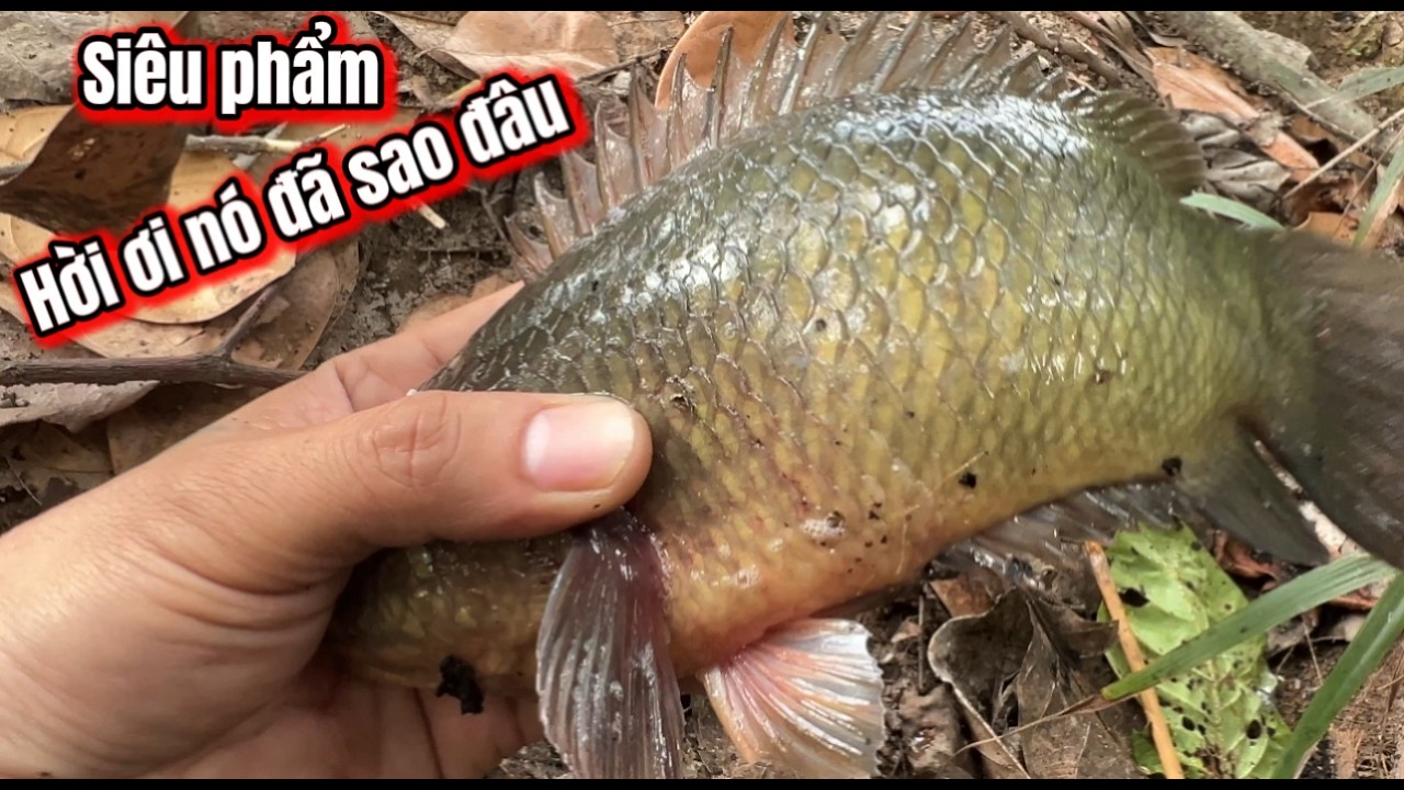 Siêu Phẩm Cá Rô Luôn Ở Những Chổ Làm Ta Bất Ngờ / Câu Cá Rô Đồng / lãng tử miền tây T 117