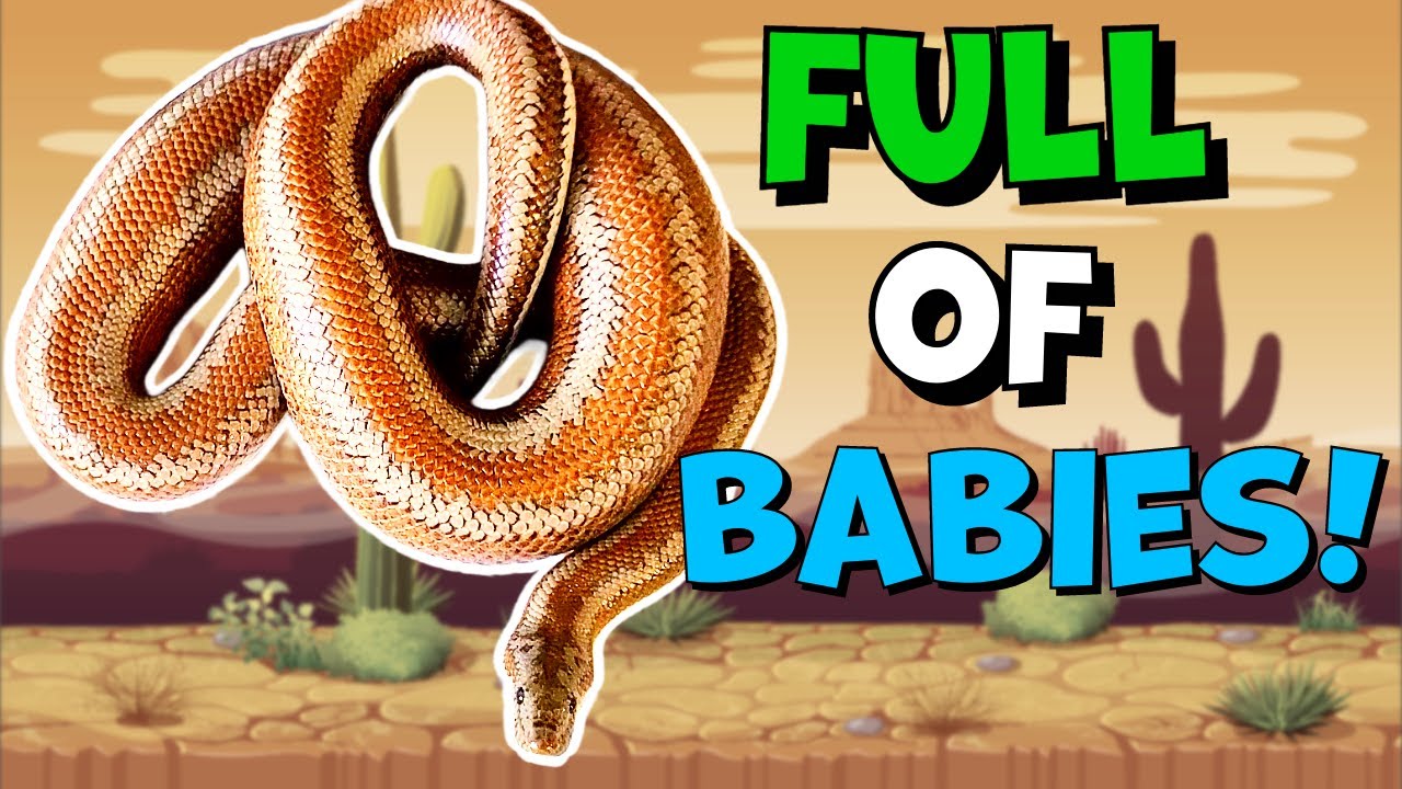 HUGE ROSY BOA! (Breeding Project Update!)