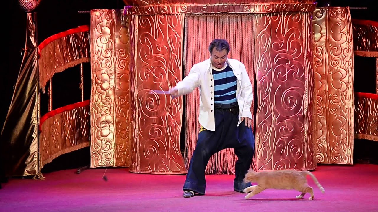 Cats Show in Switzerland 2016!